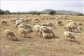 Tỉnh Ninh Thuận lên kế hoạch phát triển đàn cừu đến năm 2025 đạt 150.000 con và định hướng đến năm 2030 đạt 220.000 con. Ảnh: Nguyễn Thành – TTXVN