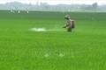 Nông dân xã Hòa Trị, huyện Phú Hòa phun thuốc phòng trừ sâu bệnh hại lúa. Ảnh: Xuân Triệu – TTXVN