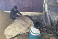 Thời tiết rét đậm, rét hại gây chết gia súc ở huyện vùng cao Bắc Yên, tỉnh Sơn La. Ảnh: Nguyễn Cường - TTXVN