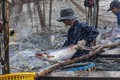 Thu hoạch cá tra tại thành phố Cần Thơ. Ảnh: Thanh Liêm – TTXVN