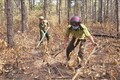 Lực lượng chức năng cùng nhóm hộ nhận khoán, bảo vệ rừng phòng hộ ở huyện Mang Yang, Gia Lai tổ chức phát, dọn thực bì. Ảnh: Hoài Nam – TTXVN