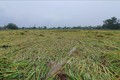 Một diện tích lúa sắp đến kì thu hoạch bị gãy đổ ở xã Triệu Trung, huyện Triệu Phong. Ảnh: TTXVN phát
