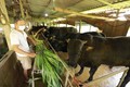 Tăng cường thức ăn thô xanh cho gia súc trong mùa nắng nóng. Ảnh: Vũ Sinh