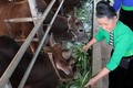 Dự án “Chăn nuôi thâm canh bò thịt trong các hệ thống canh tác trên đất dốc tại Tây Bắc Việt Nam” do Chính phủ Australia tài trợ đã giúp tăng thu nhập cho các nông hộ chăn nuôi bò quy mô nhỏ như bà Lường Thị Tươi ở xã Quài Nưa, huyện Tuần Giáo (Điện Biên)