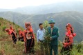Nhiều giống cây mới như mắc ca, quế, sa nhân... được đồng bào các dân tộc ở huyện Mường Tè (Lai Châu) thay thế các cây trồng truyền thống. Ảnh: Đinh Thùy