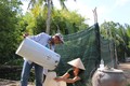 Chỉ sau hơn 5 tháng, Tổ hợp tác nuôi ong lấy mật thị trấn Ngan Dừa đã có gần 200 thùng nuôi ong, lượng mật thu được khoảng 1.000 lít. Với giá bán 500.000 - 600.000 đồng/lít, các tổ viên đã có thêm thu nhập để trang trải cuộc sống gia đình. Ảnh: Tuấn Kiệt