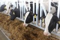 Thức ăn thô xanh luôn bảo đảm vệ sinh an toàn để tăng sức đề kháng cho bò sữa. Ảnh: Phạm Cường