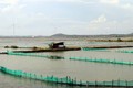 Phát triển vùng nuôi biển tại xã Phước Diêm, huyện Thuận Nam. Ảnh: Công Thử - TTXVN