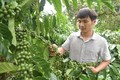 Anh Hoàng Châu Việt Vũ đã thuyết phục gia đình áp dụng phương pháp canh tác theo hướng hữu cơ để nâng cao chất lượng hạt cà phê. Ảnh: Nguyên Dung