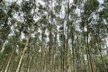 “Lợi ích kép” từ trồng rừng gỗ lớn tại Quảng Trị