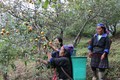 Mỗi năm, Công ty Y học cổ truyền và Đông dược Thế Gia (Văn Chấn) bao tiêu trên 500 tấn quả Sơn tra cho hàng trăm hộ dân tại xã Nậm Búng, huyện Mù Cang Chải thông qua liên kết hợp tác đầu tư. Ảnh: Tiến Khánh - TTXVN