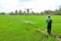Nông dân huyện Cầu Kè ứng dụng công nghệ phun thuốc trừ sâu bằng máy bay điều khiển từ xa. Ảnh: Thanh Hòa