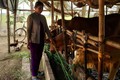 Mô hình chăn nuôi bò thịt giúp bà con đồng bào dân tộc Khmer trên địa bàn tỉnh Sóc Trăng có cuộc sống ổn định, thoát nghèo bền vững. Ảnh: baogiaothong.vn