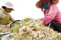 Vụ mùa này nông dân huyện Vạn Ninh đã xuống giống khoảng 150ha tỏi, tập trung chủ yếu tại hai xã Vạn và xã Vạn Thạnh. Ảnh Đặng Tuấn – TTXVN
