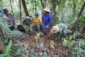 Người dân địa phương trồng cây gừng gió dưới tán rừng để tăng thêm thu nhập. Ảnh: Đỗ Trưởng