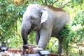Đồng Nai: Xua đuổi thành công voi rừng quay trở lại rừng