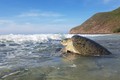 Vườn Quốc gia Côn Đảo vào mùa sinh sản rùa biển