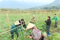 Ủy ban Mặt trận Tổ quốc huyện Than Uyên (Lai Châu) phối hợp với Đảng ủy xã Mường Cang thực hiện mô hình trồng dưa nếp NOVA-119 nhằm giúp người dân thoát nghèo. Ảnh: TTXVN