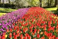 Hoa Tuylip đủ sắc màu tại vườn hoa Keukenhof ở Hà Lan. Ảnh: Mạnh Hùng - PV TTXVN tại Hà Lan
