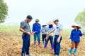 Tuyên Quang hơn 320 ha mía chết do hạn hán