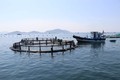 Thí điểm nuôi biển công nghệ cao tại vùng biển hở Khánh Hòa