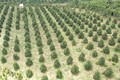 Phát triển bền vững cây ăn trái xuất khẩu ở Tây Nguyên (Bài 1)