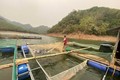 Tận dụng mặt nước lòng hồ thủy điện, nhiều hộ dân ở các huyện miền núi tỉnh Thanh Hóa phát triển nghề nuôi cá lồng. Ảnh: Nguyễn Nam