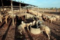 Xã Xuân Hải, huyện Ninh Hải là vùng chăn nuôi cừu lớn của tỉnh Ninh Thuận. Ảnh: An Hiếu