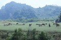 Những đàn ngựa bình yên gặm cỏ trên “bức thảm xanh” trải dài hút mắt tại Đồng Lâm. Ảnh: Anh Tuấn – TTXVN