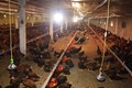 Một số yêu cầu về chuồng trại trong chăn nuôi gà hữu cơ