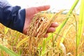 Xuất khẩu gạo trong tình hình mới (Bài 3)