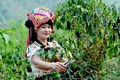 Nhân dân xã Muổi Nọi, huyện Thuận Châu chăm sóc cây cà phê. Ảnh: Quang Quyết – TTXVN