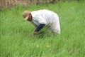 Nông dân Trà Vinh chăm sóc diện tích lúa Đông Xuân 2022 - 2023. Ảnh : Thanh Hòa - TTXVN