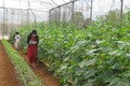 Kon Plông phát triển nông nghiệp công nghệ cao gắn với xây dựng nông thôn mới