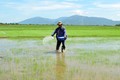 Ninh Thuận: Hướng đi đầy triển vọng từ sản xuất lúa hữu cơ