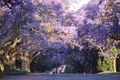 Những sắc màu hoa phượng ở Thủ đô Pretoria của Nam Phi