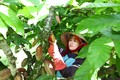Gia đình chị La Thị Thùy Linh ở thị trấn Ea Knốp, huyện Ea Kar chuyển đổi sang trồng cây ca cao, được các hợp tác xã bao tiêu thu mua sản phẩm. Ảnh: Ngọc Đức