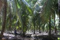 Vườn dừa hữu cơ ở xã Thới Thạnh, huyện Thạnh Phú. Ảnh Công Trí-TTXVN