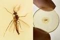 Hình ảnh do Viện Địa chất và Cổ sinh vật học Nam Kinh thuộc Viện Khoa học Trung Quốc cung cấp cho thấy mẫu hóa thạch của một con muỗi đực cổ đại. Ảnh: THX/TTXVN