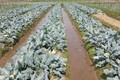 Mô hình súp lơ trái vụ giống Nhật Bản được trồng thí điểm đầu tiên ở xã Tiền An, TX Quảng Yên. Ảnh: baoquangninh.vn
