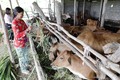 Ninh Thuận cải tạo đàn bò thịt cho hiệu quả kinh tế cao