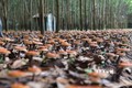 Trồng nấm linh chi đỏ dưới tán rừng tại Hợp tác xã Nấm dược liệu Chư Yang Sin đem lại hiệu quả kinh tế cao ở xã Cư Kty, huyện Krông Bông (Đắk Lắk). Ảnh: Tuấn Anh - TTXVN