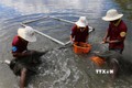 Thu hoạch cá mú kích cỡ 1,2 kg -1,5 kg trong ao nuôi của gia đình anh Võ Đình Trí ở xã Cam Thịnh Đông, thành phố Cam Ranh, tỉnh Khánh Hòa. Ảnh: Phan Sáu - TTXVN