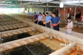 Anh Nguyễn Thanh Tân (thứ hai từ phải sang) đang giới thiệu khu vực nuôi lươn. Ảnh: Phạm Minh Tuấn-TTXVN