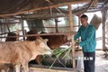 Liên kết phát triển chăn nuôi tập trung theo hướng an toàn sinh học ở Trà Vinh
