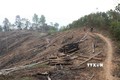 Báo động thực trạng "khai tử" rừng tái sinh ở huyện Nậm Pồ