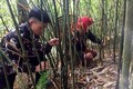 Người dân xã Dần Thàng lên rừng thu hoạch măng sặt. Ảnh: Quốc Khánh - TTXVN