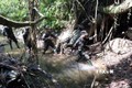 Bảo vệ rừng nguyên sinh ở Khu bảo tồn Sao La tỉnh Thừa Thiên - Huế