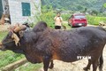 Nắng nóng, bệnh viêm da nổi cục trên trâu bò bùng phát mạnh ở Cao Bằng 