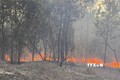 Cháy rừng thông phòng hộ gần 30 năm tuổi ở Thừa Thiên-Huế